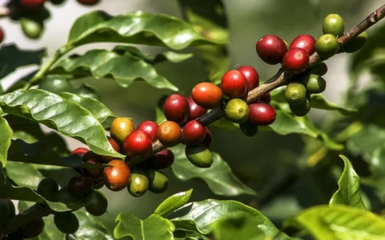 Africa Leads Global Coffee Exports with Historic Growth in 2024/2025