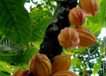 End of Chocolate by 2050, Global Cocoa Supply Chain  affected by  Climate “le figaro”  delves in