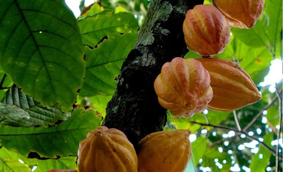 End of Chocolate by 2050, Global Cocoa Supply Chain  affected by  Climate “le figaro”  delves in