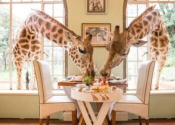 Partner Spotlight: Giraffe Manor – A Signature Kenya Experience