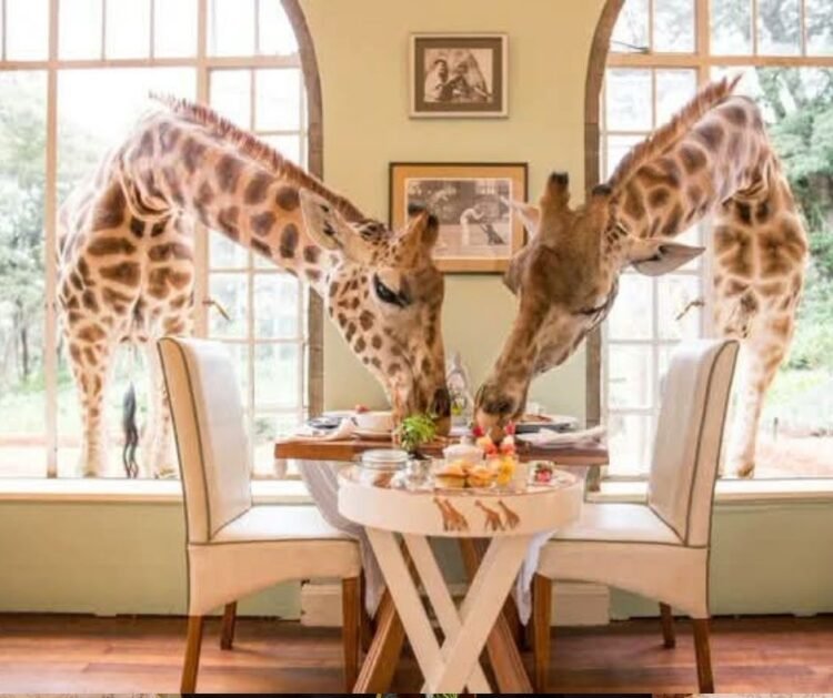 Partner Spotlight: Giraffe Manor – A Signature Kenya Experience