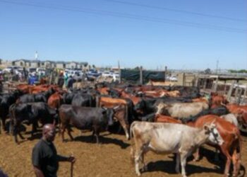 Grappling with worst disease.. South Africa secures 1 mln FMD vaccine doses