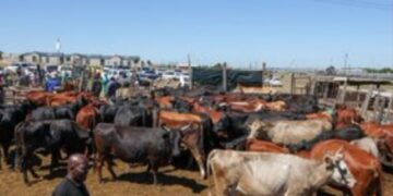 Grappling with worst disease.. South Africa secures 1 mln FMD vaccine doses
