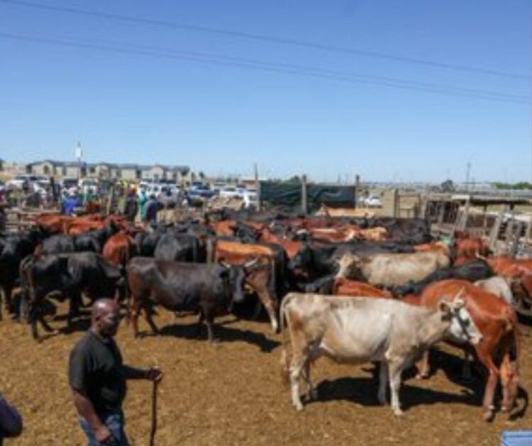 Grappling with worst disease.. South Africa secures 1 mln FMD vaccine doses