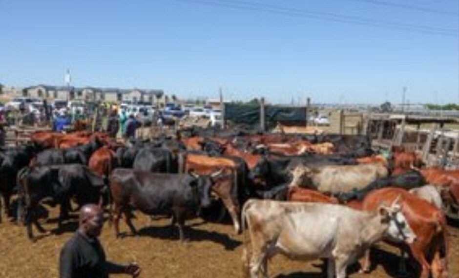 Grappling with worst disease.. South Africa secures 1 mln FMD vaccine doses