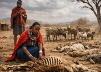 Plunging herders into crisis, Drought spreads beyond Kenya’s arid north