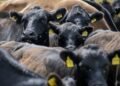 20 million cattle to be vaccinated as foot and mouth hit herds