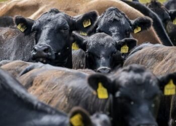 20 million cattle to be vaccinated as foot and mouth hit herds