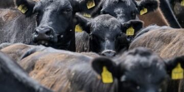 20 million cattle to be vaccinated as foot and mouth hit herds