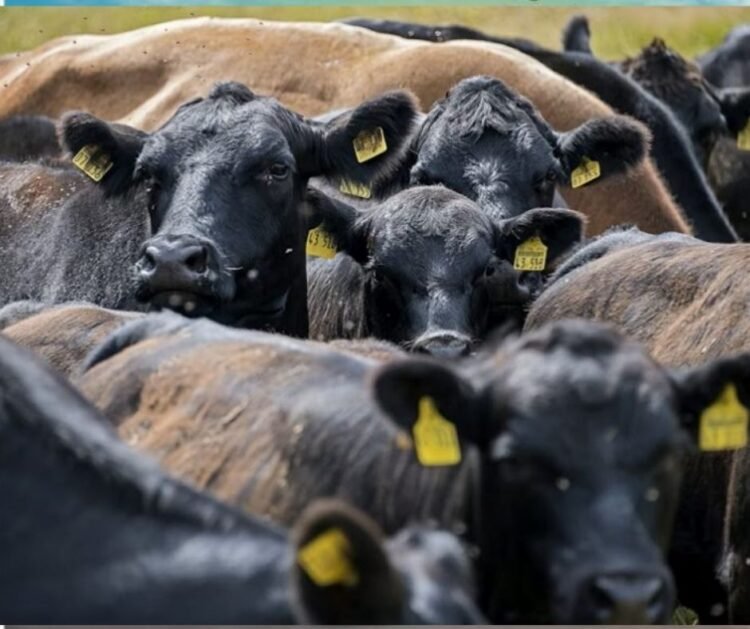 20 million cattle to be vaccinated as foot and mouth hit herds