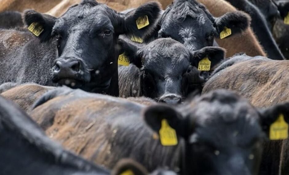 20 million cattle to be vaccinated as foot and mouth hit herds