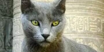 The Continental Crown: Africa’s Top Ten Feline Legacies from Antiquity to Modernity