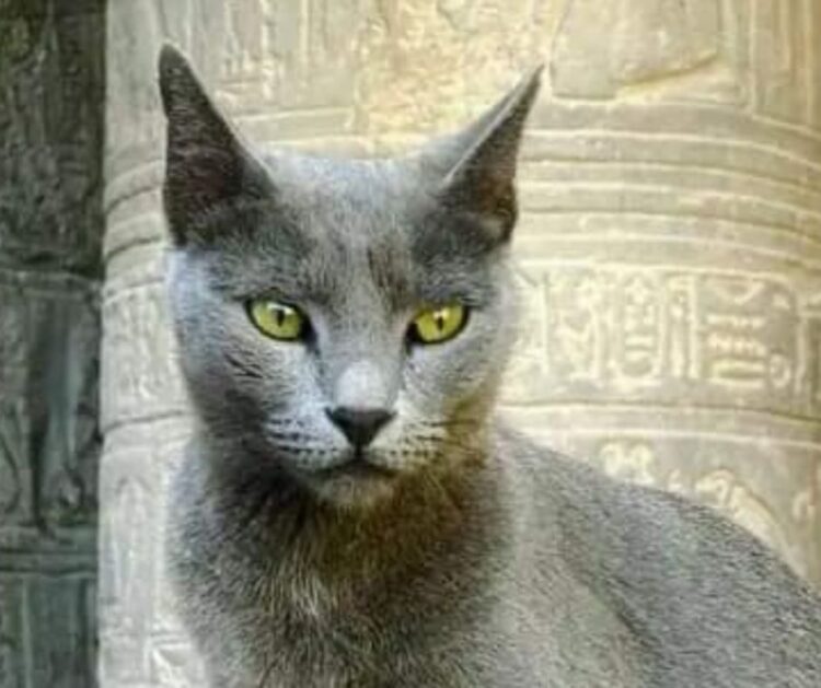 The Continental Crown: Africa’s Top Ten Feline Legacies from Antiquity to Modernity