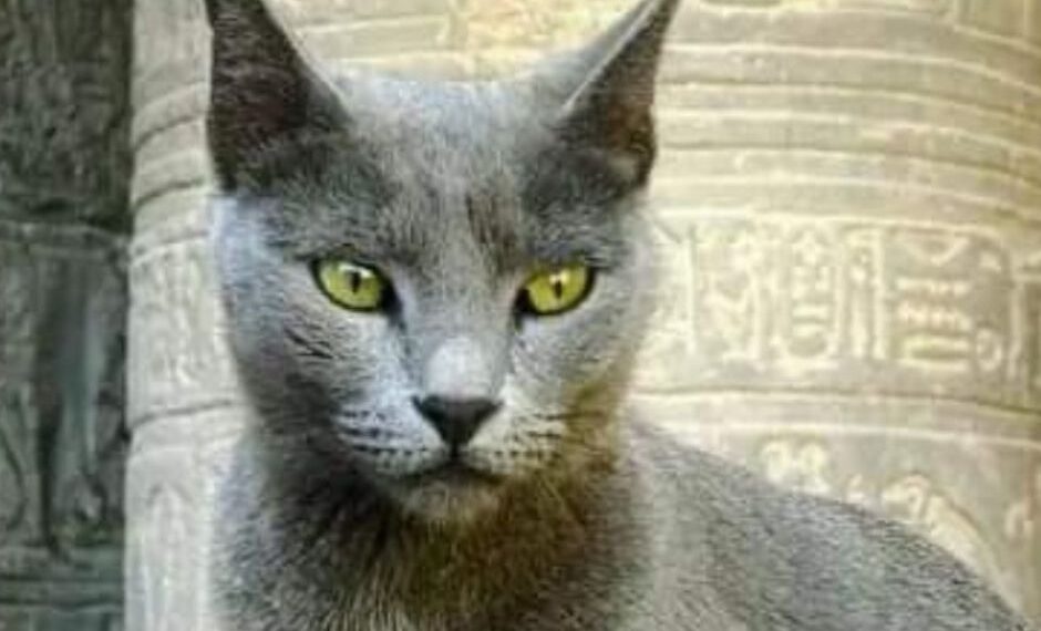 The Continental Crown: Africa’s Top Ten Feline Legacies from Antiquity to Modernity