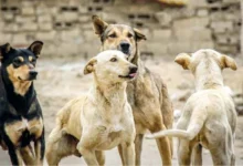 dog crisis