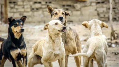 dog crisis