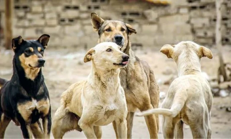 dog crisis